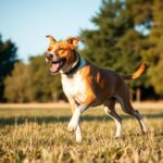 Labrador Hound Dog Mix: The Loyal and Affectionate Hybrid